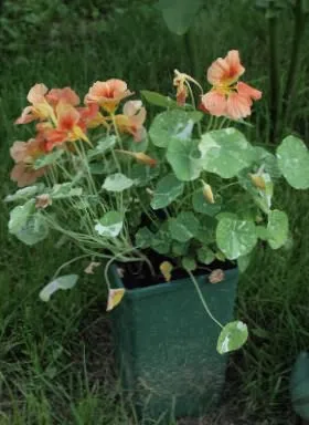 Cultivarea Nasturtium, să crească o grădină! (Nasturtium) Cultivarea Nasturtium, să crească o grădină!