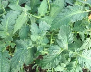 Cultivarea castraveți în pro100ogorod japoneză (în creștere castraveți în japoneză) Cultivarea castraveți în pro100ogorod Japoneză