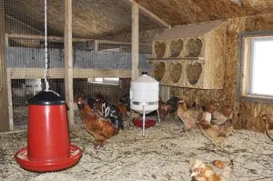 pui în creștere găini ouătoare acasă pentru a arata ca un începător, decât pentru a alimenta o cooperare pui (găină) pui în creștere găini ouătoare acasă pentru a arata ca un începător, decât pentru a alimenta o casă de pasăre