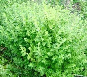 Cultivarea melisă, regat dachnoe (melissa) Cultivarea balsam de lamaie, regat dacha
