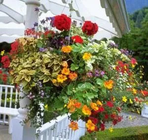 Cultivarea Nasturtium (50 poze) din semințe, atunci când pentru a planta, ondulat, condiții, îngrijire, răsadurilor, video