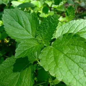 Cultivarea balsam de lamaie - gradina fara griji