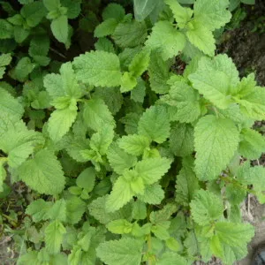 Cultivarea balsam de lamaie - gradina fara griji