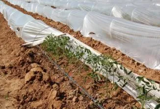 Cultivarea răsaduri de roșii în casă, într-un mod neobișnuit