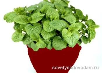 Cultivarea roiniță la domiciliu pe un pervaz, sfaturi grădinari