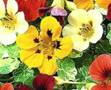 Cultivarea semințelor de nasturțium - tipuri de flori (în creștere) Cultivarea semințelor de nasturțium - tipuri de flori
