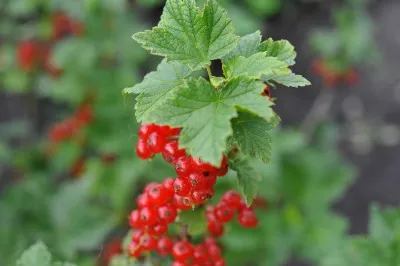 Cultivarea de coacăze roșii în câmp deschis de plantare și îngrijire (coacăze) Cultivarea de coacăze roșii în plantarea câmp deschis și îngrijire