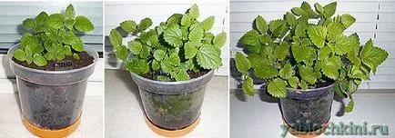 Cultivarea balsam de lamaie pe un pervaz