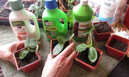 Cultivarea castraveți de pe pervazul ferestrei - îngrijire, fertilizat, boala