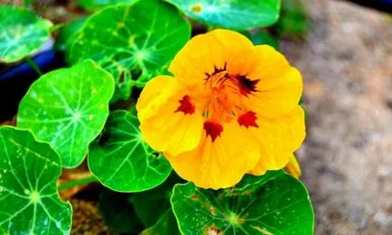 Cultivarea Nasturtium (50 poze) din semințe, atunci când pentru a planta, ondulat, condiții, îngrijire, răsadurilor, video
