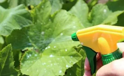 Cultivarea castraveți de pe pervazul ferestrei - îngrijire, fertilizat, boala