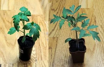 etapele de tomate răsad cultivare la domiciliu etapele de tomate răsad cultivare la domiciliu