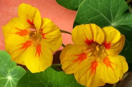 Cultivarea Nasturtium (50 poze) din semințe, atunci când pentru a planta, ondulat, condiții, îngrijire, răsadurilor, video