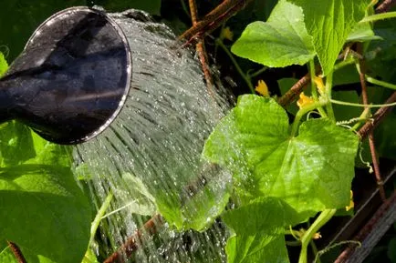 Cultivarea de plantare castravete, de îngrijire, fertilizare, cultivar (tip feminin de înflorire) Cultivarea de plantare castravete, îngrijire, fertilizat, soiul