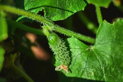 Cultivarea de plantare castravete, îngrijire, fertilizat, soiul Cultivarea de plantare castravete, îngrijire, fertilizat, soiul