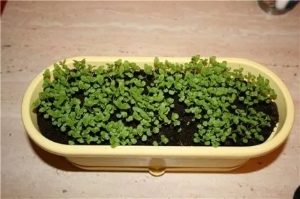 Cultivarea semințelor melissa (temperatura camerei trebuie) Cultivarea de lamaie semințe de balsam