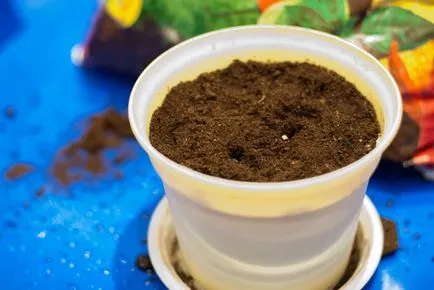 Cultivarea răsaduri de roșii în casă - recomandări, fotografii, clipuri video (în creștere) Cultivarea răsaduri de roșii în casă - recomandări, fotografii, videoclipuri