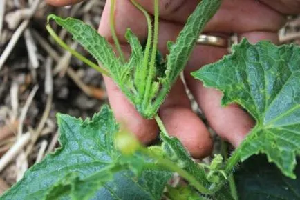 Cultivarea castraveți de pe pervazul ferestrei - îngrijire, fertilizat, boala