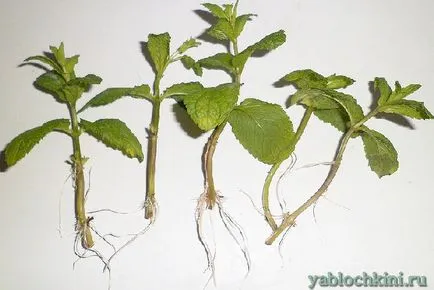 Cultivarea balsam de lamaie pe un pervaz