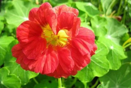 Cultivarea Nasturtium (50 poze) din semințe, atunci când pentru a planta, ondulat, condiții, îngrijire, răsadurilor, video