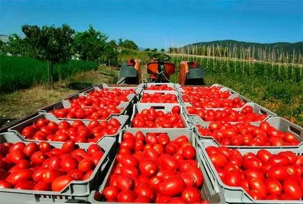 tomate afaceri în creștere