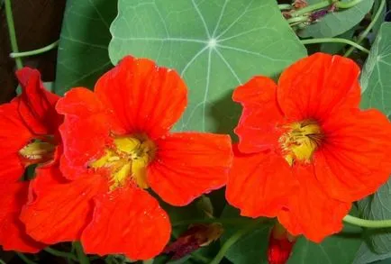 Cultivarea Nasturtium (50 poze) din semințe, atunci când pentru a planta, ondulat, condiții, îngrijire, răsadurilor, video