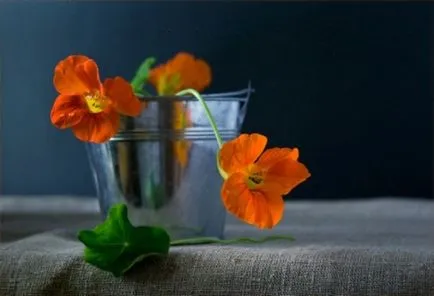Cultivarea Nasturtium (50 poze) din semințe, atunci când pentru a planta, ondulat, condiții, îngrijire, răsadurilor, video