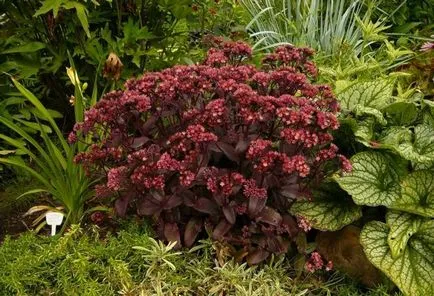 stonecrops Cultivare (70 poze) plantare, din semințe, descrierea de îngrijire, aplicare (semințe) Cultivarea stonecrop (70 poze) plantare, sămânță, îngrijire, descriere, aplicație
