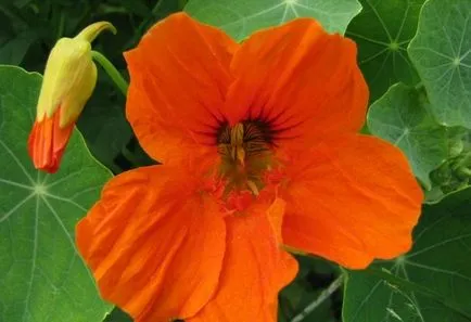 Cultivarea Nasturtium (50 poze) din semințe, atunci când pentru a planta, ondulat, condiții, îngrijire, răsadurilor, video