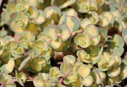 Cultivarea stonecrop (70 poze) plantare, sămânță, îngrijire, descriere, aplicarea (în creștere) Cultivarea stonecrop (70 poze) plantare, sămânță, îngrijire, descriere, aplicație