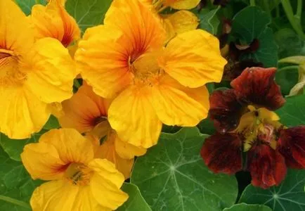 Cultivarea Nasturtium (50 poze) din semințe, atunci când pentru a planta, ondulat, condiții, îngrijire, răsadurilor, video