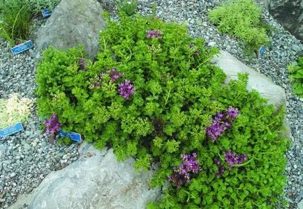stonecrops Cultivare (70 poze) plantare, din semințe, descrierea de îngrijire, aplicare (stonecrops) Cultivarea stonecrop (70 poze) plantare, sămânță, îngrijire, descriere, aplicație