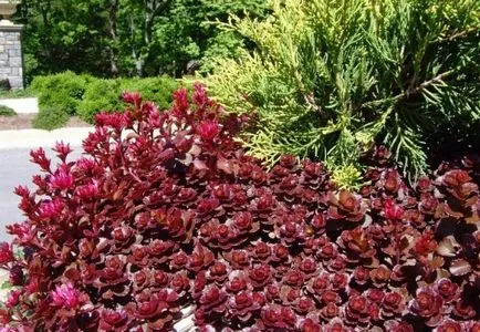 stonecrops Cultivare (70 poze) plantare, din semințe, descrierea de îngrijire, aplicație (foto) Cultivarea stonecrop (70 poze) plantare, sămânță, îngrijire, descriere, aplicație