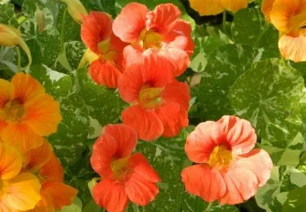 Cultivarea Nasturtium (50 poze) din semințe, atunci când pentru a planta, ondulat, condiții, îngrijire, răsadurilor, video