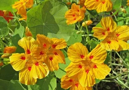 Cultivarea Nasturtium (50 poze) din semințe, atunci când pentru a planta, ondulat, condiții, îngrijire, răsadurilor, video