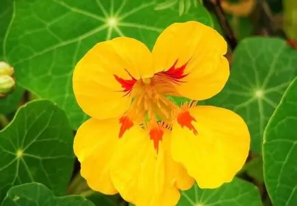 Cultivarea Nasturtium (50 poze) din semințe, atunci când pentru a planta, ondulat, condiții, îngrijire, răsadurilor, video