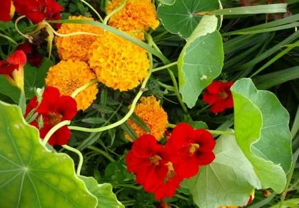 Cultivarea Nasturtium (50 poze) din semințe, atunci când pentru a planta, ondulat, condiții, îngrijire, răsadurilor, video