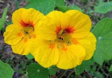 Cultivarea Nasturtium (50 poze) din semințe, atunci când pentru a planta, ondulat, condiții, îngrijire, răsadurilor, video