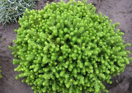 Cultivarea stonecrop (70 poze) plantare, sămânță, îngrijire, descriere, aplicație Cultivarea stonecrop (70 poze) plantare, sămânță, îngrijire, descriere, aplicație