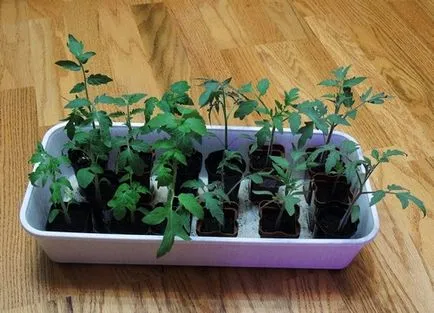 etapele de tomate răsad cultivare la domiciliu (tomate) etapele de tomate răsad cultivare la domiciliu