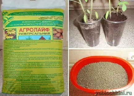 Cultivarea balsam de lamaie pe un pervaz