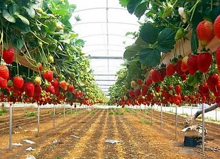 Cultivarea căpșuni ca o afacere, reală