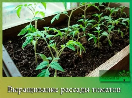 Cultivarea răsaduri de tomate în casă să aibă grijă de erori (în creștere) Cultivarea răsaduri de tomate în casă să aibă grijă de erori