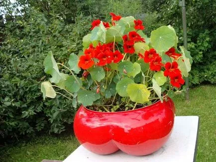 Cultivarea Nasturtium (50 poze) din semințe, atunci când pentru a planta, ondulat, condiții, îngrijire, răsadurilor, video