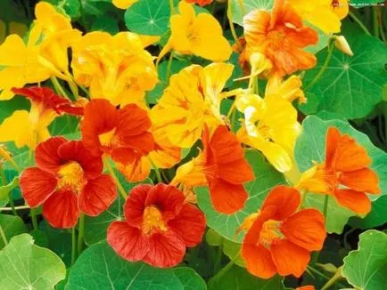 Cultivarea Nasturtium, să crească o grădină! (Nasturtium) Cultivarea Nasturtium, să crească o grădină!