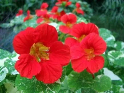 Cultivarea Nasturtium, să crească o grădină! (Cultivarea semințelor Nasturtium) Cultivarea Nasturtium, să crească o grădină!