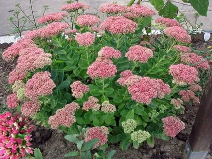 stonecrops Cultivare (70 poze) plantare, din semințe, descrierea de îngrijire, aplicare (stonecrops) Cultivarea stonecrop (70 poze) plantare, sămânță, îngrijire, descriere, aplicație