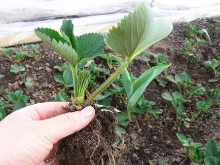 Cultivarea căpșuni ca o afacere - plan de și sfaturi