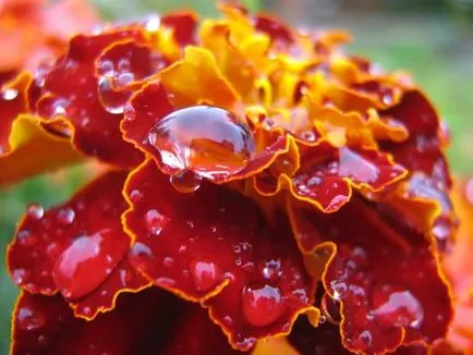 Cultivarea Nasturtium (50 poze) din semințe, atunci când pentru a planta, ondulat, condiții, îngrijire, răsadurilor, video