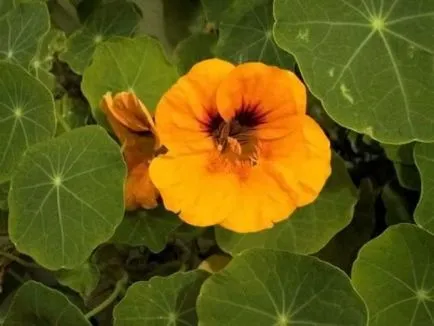 Cultivarea Nasturtium (50 poze) din semințe, atunci când pentru a planta, ondulat, condiții, îngrijire, răsadurilor, video